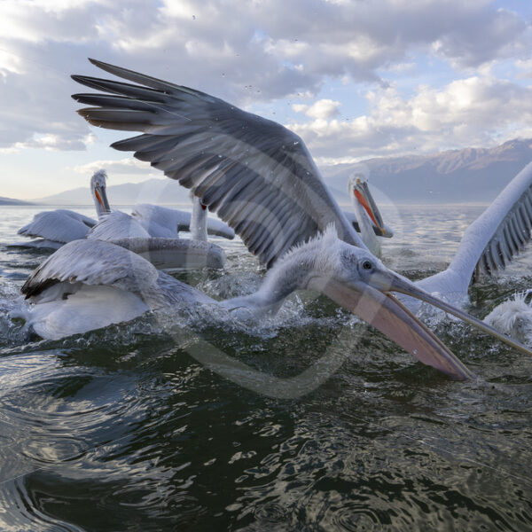 Juvenile Dalmatian Pelican fighting with other, Lake Kerkini, Greece - Nature Stock Photo Agency
