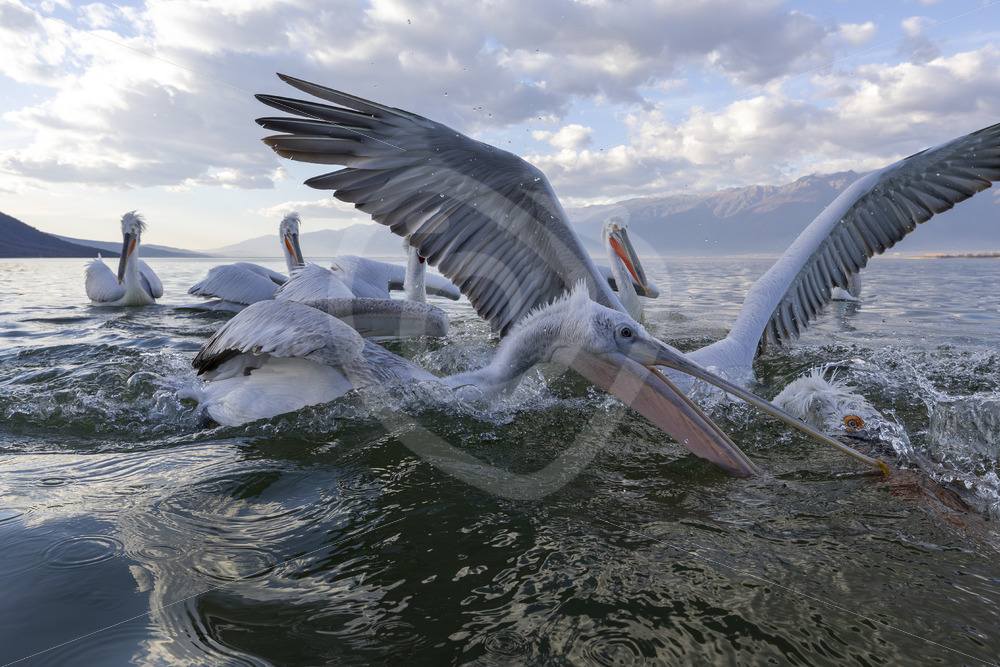 Juvenile Dalmatian Pelican fighting with other, Lake Kerkini, Greece - Nature Stock Photo Agency