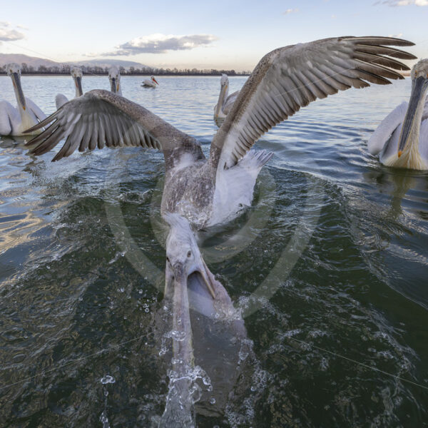 Juvenile Dalmatian Pelican ( Pelecanus crispus) showing off in front of the camera, Lake Kerkini, Greece - Nature Stock Photo Agency