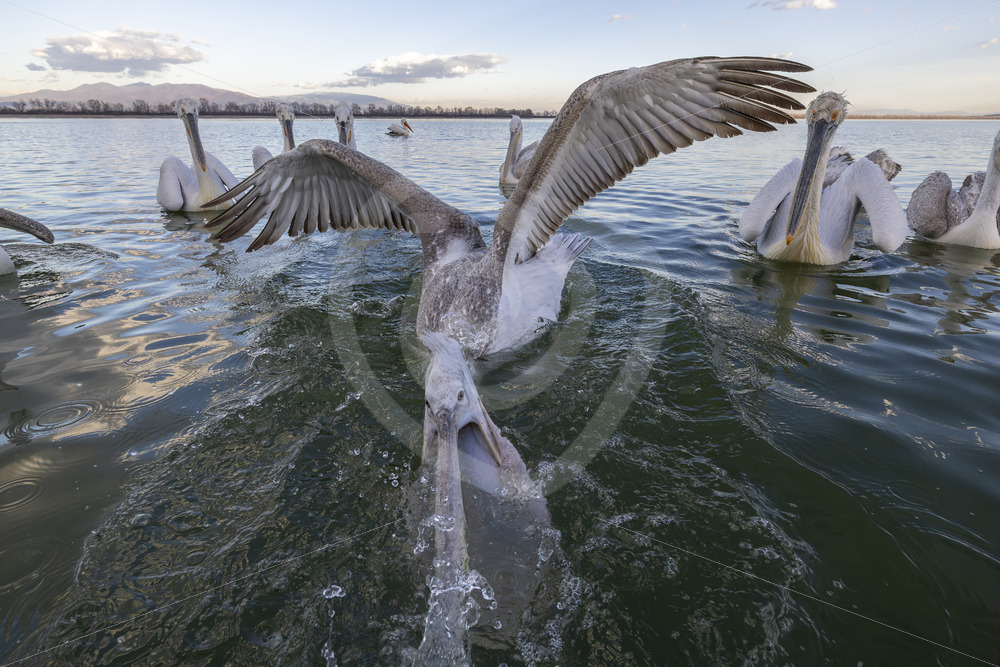 Juvenile Dalmatian Pelican ( Pelecanus crispus) showing off in front of the camera, Lake Kerkini, Greece - Nature Stock Photo Agency