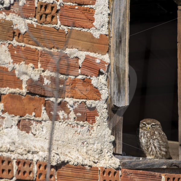 Little owl (Athena Noctua) on the lookout from his hide, Kerkini, Greece - Nature Stock Photo Agency