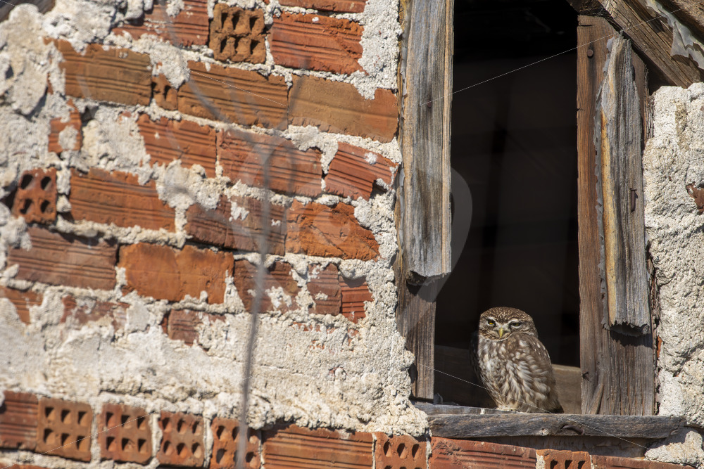 Little owl (Athena Noctua) on the lookout from his hide, Kerkini, Greece - Nature Stock Photo Agency