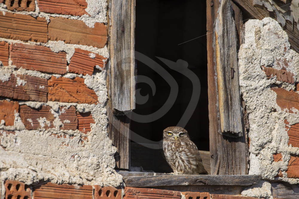 Little owl in an opening of a stable, Kerkini National Park, Greece - Nature Stock Photo Agency
