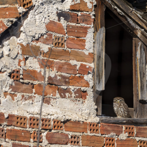 Little owl looking outside of its stable, Kerkini National Park, Greece - Nature Stock Photo Agency
