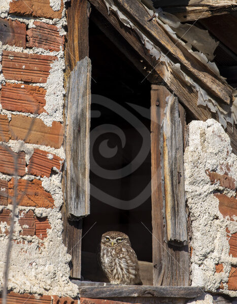 Little owl on the lookout from its stable in the village of Kerkini, Greece - Nature Stock Photo Agency