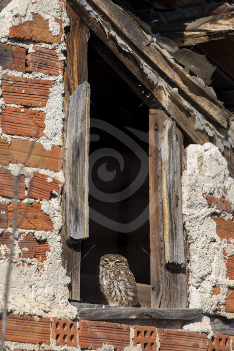 Little owl on the lookout from its stable in the village of Kerkini, Greece - Nature Stock Photo Agency