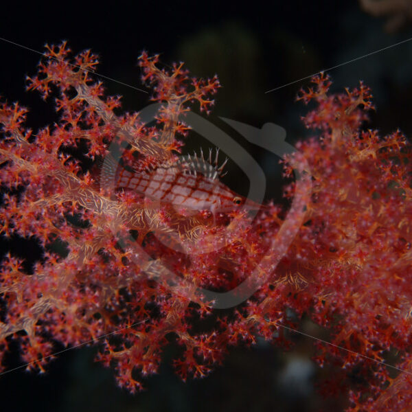 Longnose hawkfish on a dendronephthya soft coral near Marsa Alam, Red Sea, Egypt - Nature Stock Photo Agency