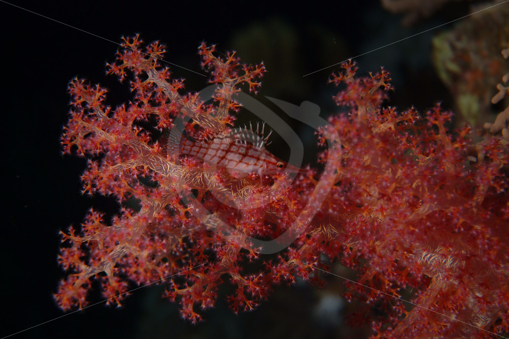 Longnose hawkfish on a dendronephthya soft coral near Marsa Alam, Red Sea, Egypt - Nature Stock Photo Agency