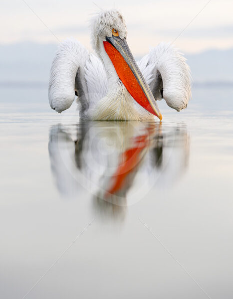 Male Dalmatian Pelican on Lake Kerkini with reflection in the water - Nature Stock Photo Agency