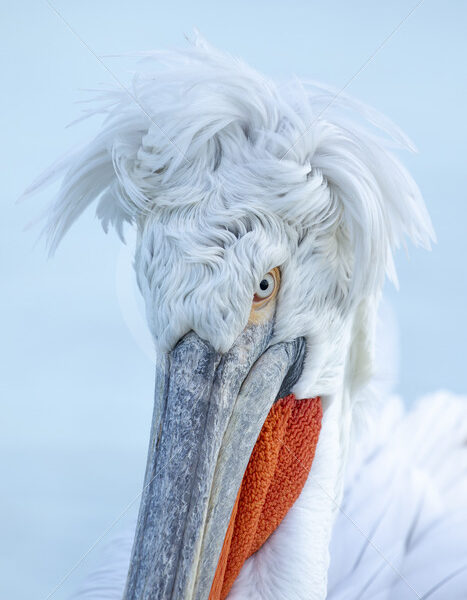 Portrait of a Dalmatian pelican in Lake Kerkini, Greece - Nature Stock Photo Agency