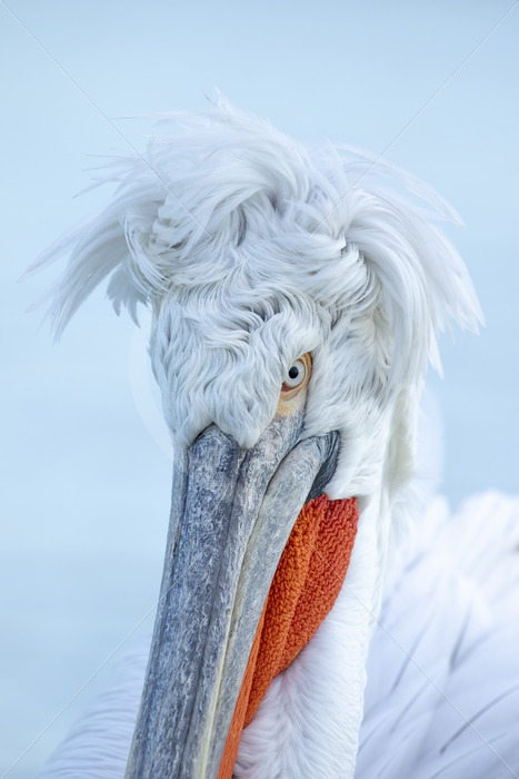 Portrait of a Dalmatian pelican in Lake Kerkini, Greece - Nature Stock Photo Agency