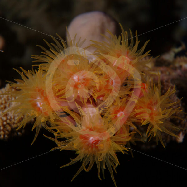 Red Cup coral (dendrophyllia tubastrea) in Marsa Alam, Egypt - Nature Stock Photo Agency