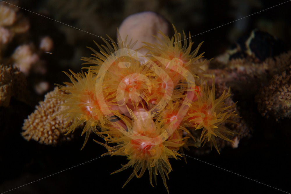 Red Cup coral (dendrophyllia tubastrea) in Marsa Alam, Egypt - Nature Stock Photo Agency