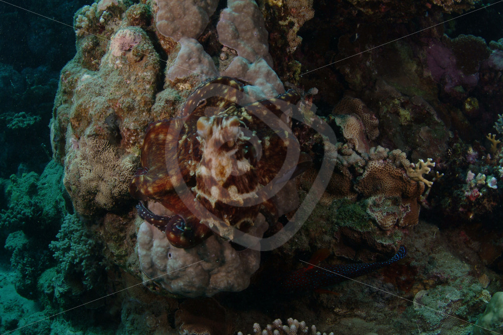 Red Sea octopus (Abdopus horridus) in Abu Dabbab, Marsa Alam, Egypt - Nature Stock Photo Agency