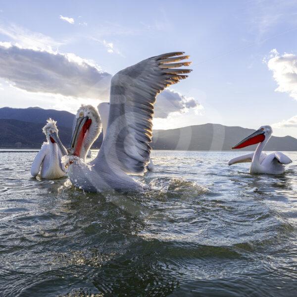 Small group of Dalmatian Pelicans on Lake Kerkini, Kerkini National Park, Greece - Nature Stock Photo Agency