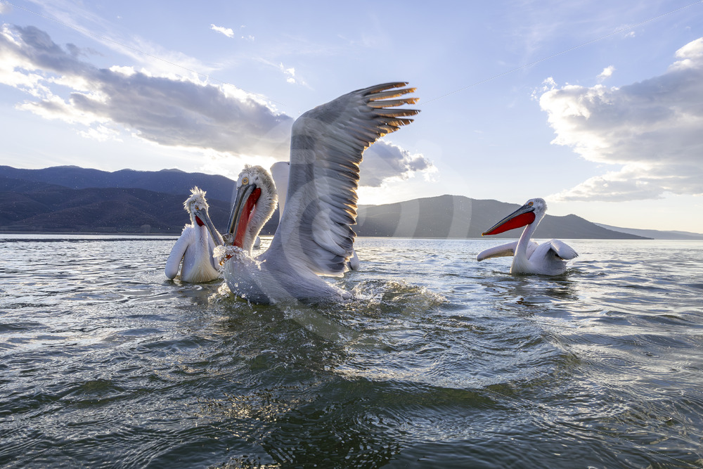 Small group of Dalmatian Pelicans on Lake Kerkini, Kerkini National Park, Greece - Nature Stock Photo Agency