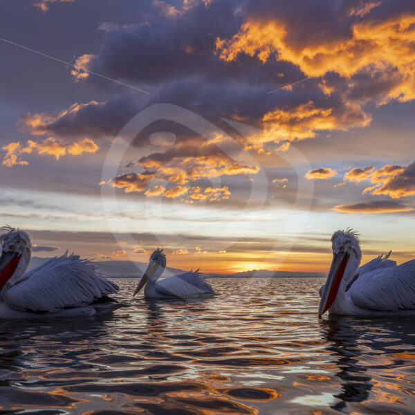 Small group of Dalmatian Pelicans (Pelecanus crispus) during sunset on Lake Kerkini, Greece - Nature Stock Photo Agency