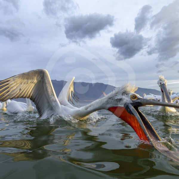 Some Dalmatian pelicans fighting on the waters of Lake Kerkini, Greece - Nature Stock Photo Agency