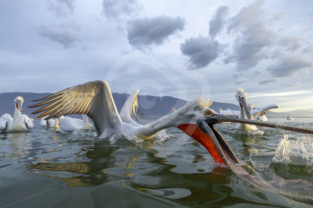 Some Dalmatian pelicans fighting on the waters of Lake Kerkini, Greece - Nature Stock Photo Agency