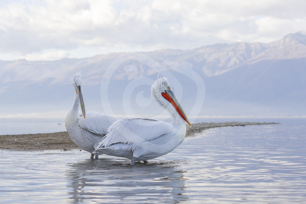 Some Dalmatian Pelicans (Pelecanus crispus) resting on a sandbank in Lake Kerkini, Greece - Nature Stock Photo Agency