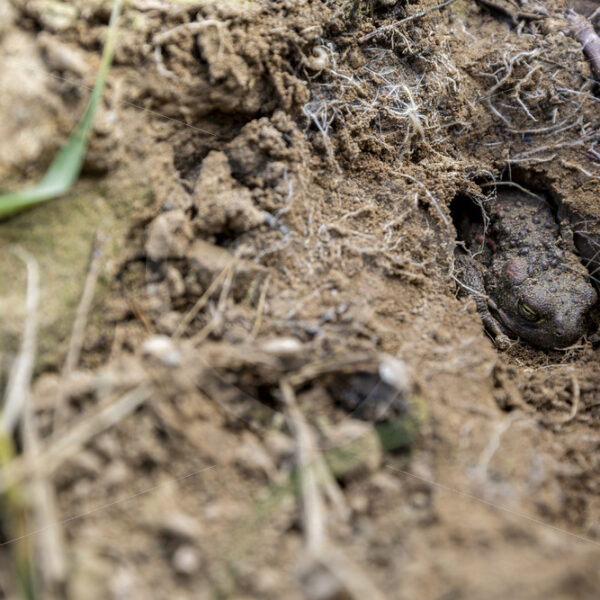 A buried Iberian midwife toad (Alytes obstetricans) in the Sierra Norte, South of Spain - Nature Stock Photo Agency