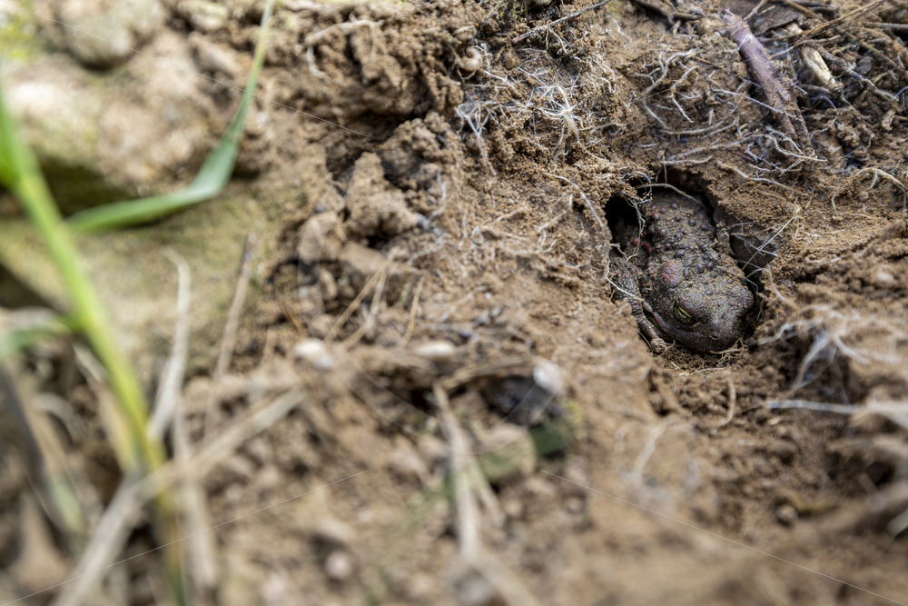 A buried Iberian midwife toad (Alytes obstetricans) in the Sierra Norte, South of Spain - Nature Stock Photo Agency