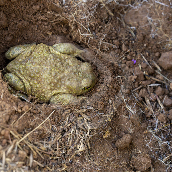 A buried natterjack toad (Epidalea calamita) in the Sierra de Norte Sevilla, South of Spain - Nature Stock Photo Agency