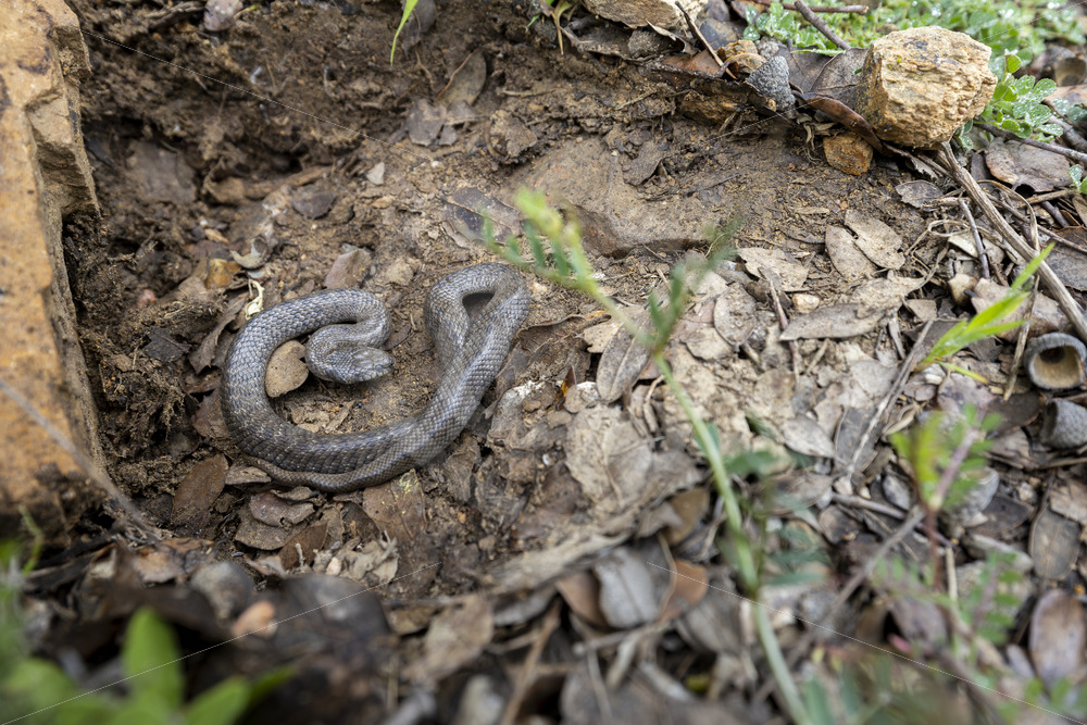 A cold Iberian false smooth snake (Macroprotodon brevis) in Sierra Norte de Sevilla, South of Spain - Nature Stock Photo Agency