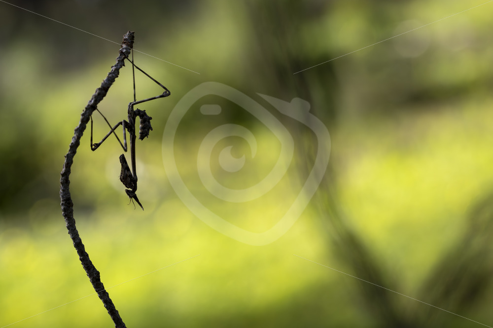 A conehead mantis (Empusa pennata) silhouette in the Huelva region, South of Spain - Nature Stock Photo Agency