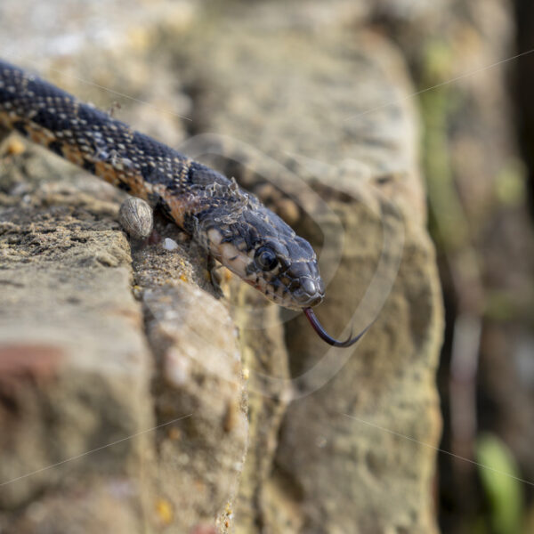 A horseshoe whip snake (Hemorrhois hippocrepis) crouching down a wall, southern region of Spain - Nature Stock Photo Agency