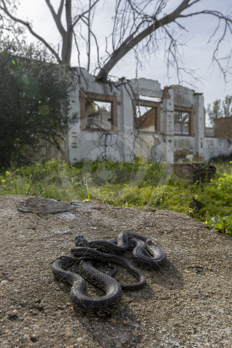 A horseshoe whip snake (Hemorrhois hippocrepis) in the middle of a ruin, southern region of Spain - Nature Stock Photo Agency