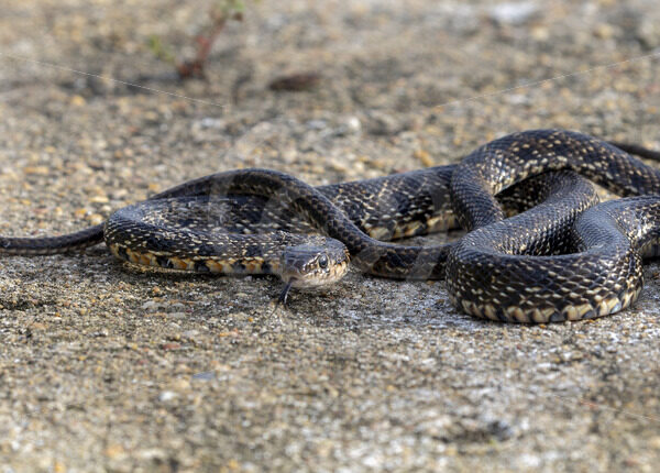 A horseshoe whip snake (Hemorrhois hippocrepis) in the south of Spain - Nature Stock Photo Agency