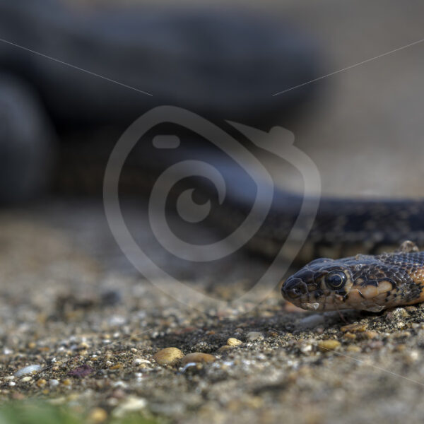 A horseshoe whip snake (Hemorrhois hippocrepis) in the southern region of Spain - Nature Stock Photo Agency