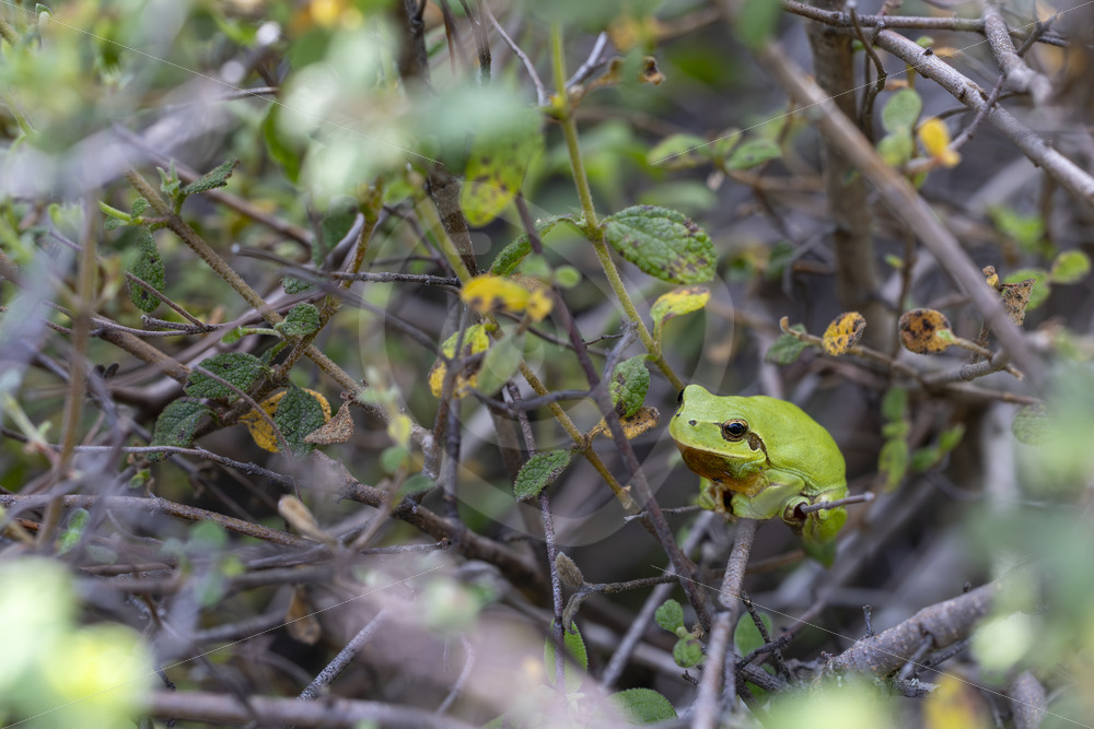 A Mediterranean tree frog (Hyla meridionalis) or stripeless tree frog in the bushes, Constantina, South Spain - Nature Stock Photo Agency