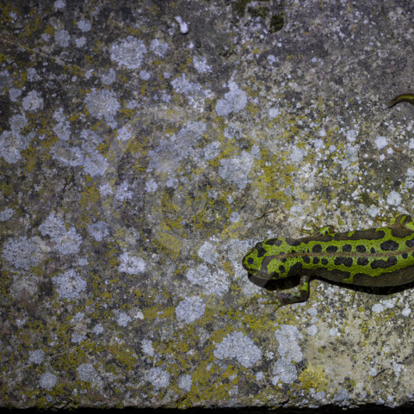 A pygmy marbled newt (Triturus pygmaeus) at night in the Sierra Morena de Sevilla, Spain - Nature Stock Photo Agency