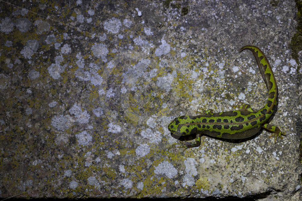 A pygmy marbled newt (Triturus pygmaeus) at night in the Sierra Morena de Sevilla, Spain - Nature Stock Photo Agency