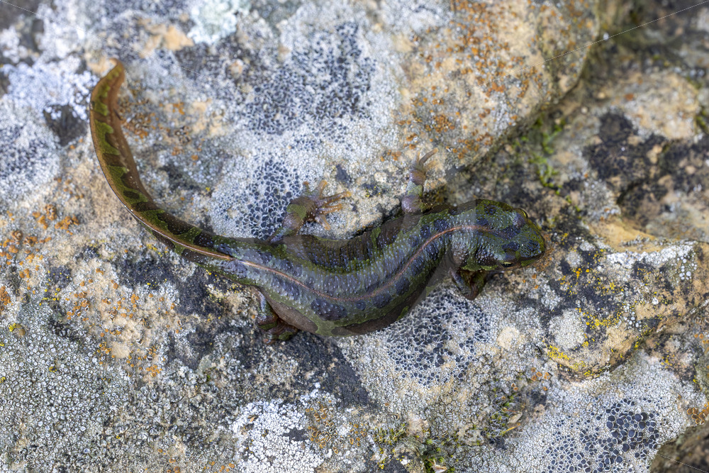 A pygmy marbled newt (Triturus pygmaeus) in the Sierra Morena de Sevilla, Spain - Nature Stock Photo Agency