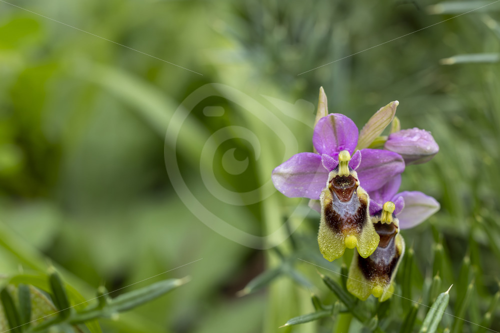 A sawfly orchid (Ophrys tenthredinifera) in El Pedrosso, Sierra Norte, Sevilla, Spain - Nature Stock Photo Agency