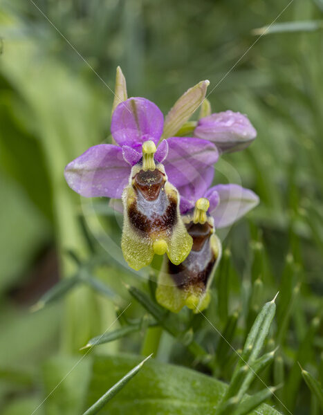 A sawfly orchid (Ophrys tenthredinifera) near El Pedrosso, Sierra Norte, Sevilla, Spain - Nature Stock Photo Agency