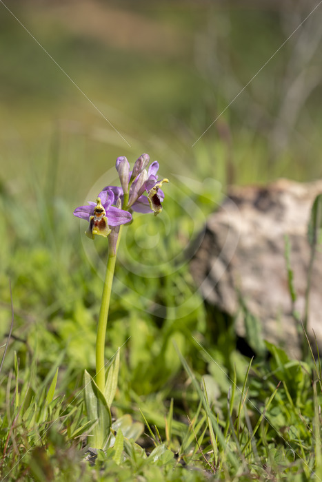 A sawfly orchid (subspecies Ophrys ficalhoana) in Sierra Morena near Sevilla, South Spain - Nature Stock Photo Agency