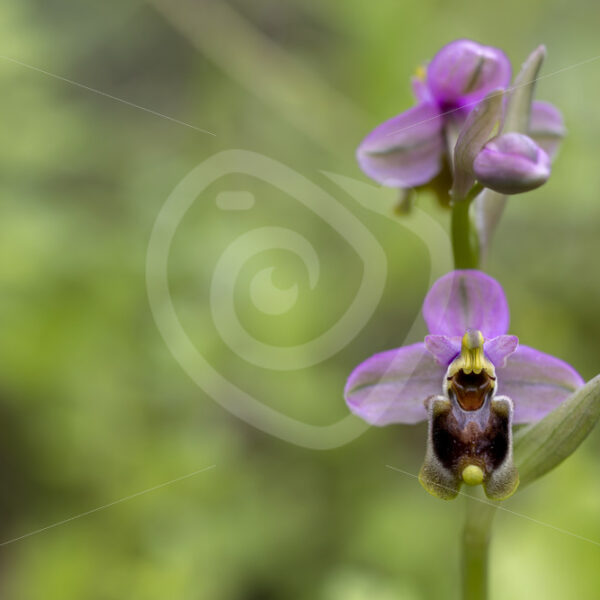 A sawfly orchid (subspecies Ophrys ficalhoana) in the Dehesas near Sevilla, South Spain - Nature Stock Photo Agency