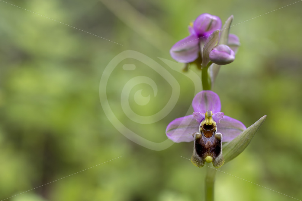 A sawfly orchid (subspecies Ophrys ficalhoana) in the Dehesas near Sevilla, South Spain - Nature Stock Photo Agency