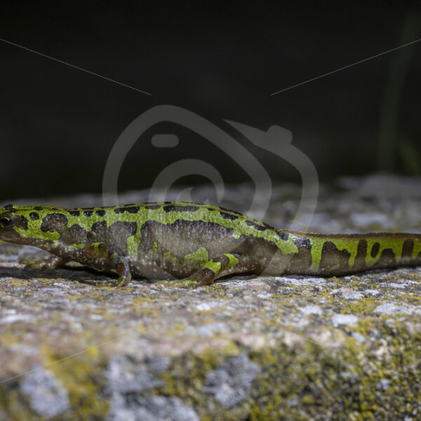 A Southern marbled newt (Triturus pygmaeus) at night in the Sierra Morena de Sevilla, Spain - Nature Stock Photo Agency
