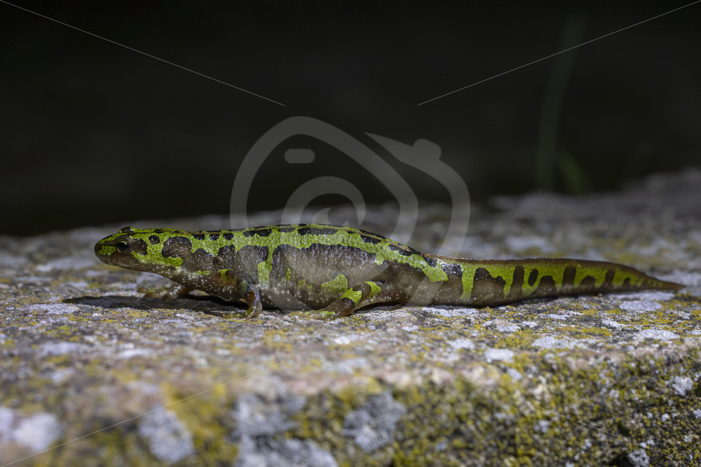 A Southern marbled newt (Triturus pygmaeus) at night in the Sierra Morena de Sevilla, Spain - Nature Stock Photo Agency
