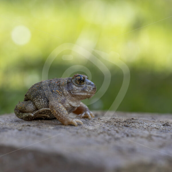 An Iberian midwife toad (Alytes obstetricans) in Constantina, Sierra Norte, South of Spain - Nature Stock Photo Agency