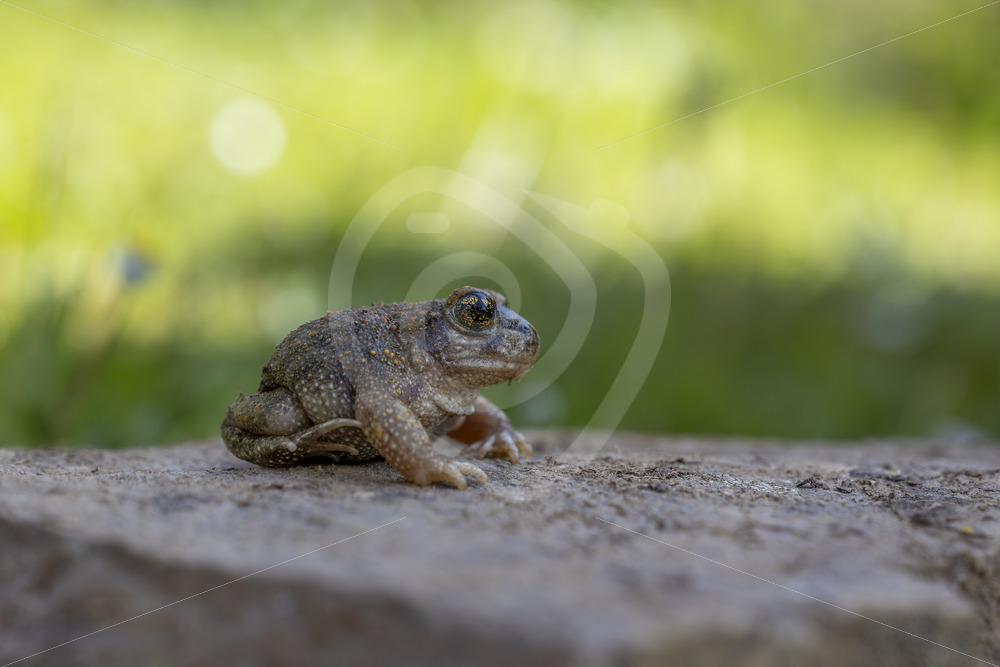An Iberian midwife toad (Alytes obstetricans) in Constantina, Sierra Norte, South of Spain - Nature Stock Photo Agency