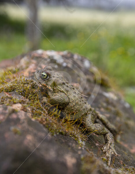 An Iberian midwife toad (Alytes obstetricans) in the Sierra Norte, South of Spain - Nature Stock Photo Agency