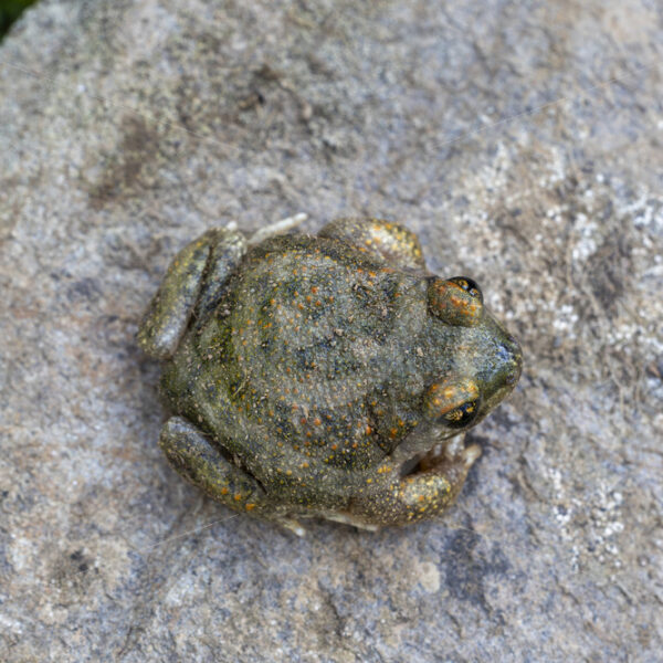 An Iberian midwife toad (Alytes obstetricans) topview, Constantina, Sierra Norte, South of Spain - Nature Stock Photo Agency