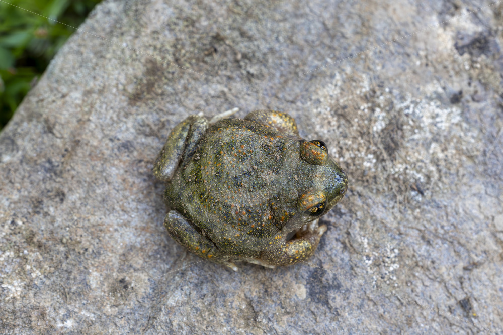 An Iberian midwife toad (Alytes obstetricans) topview, Constantina, Sierra Norte, South of Spain - Nature Stock Photo Agency