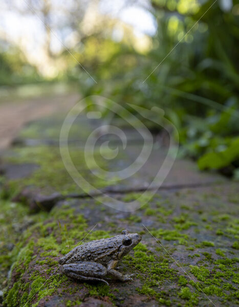 An Iberian painted frog (Discoglossus galganoi) in the Sierra Morena de Sevilla, Spain - Nature Stock Photo Agency